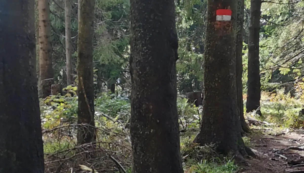 Markierungsarbeiten an der Teisenberg-Schneid | © DAV Teisendorf