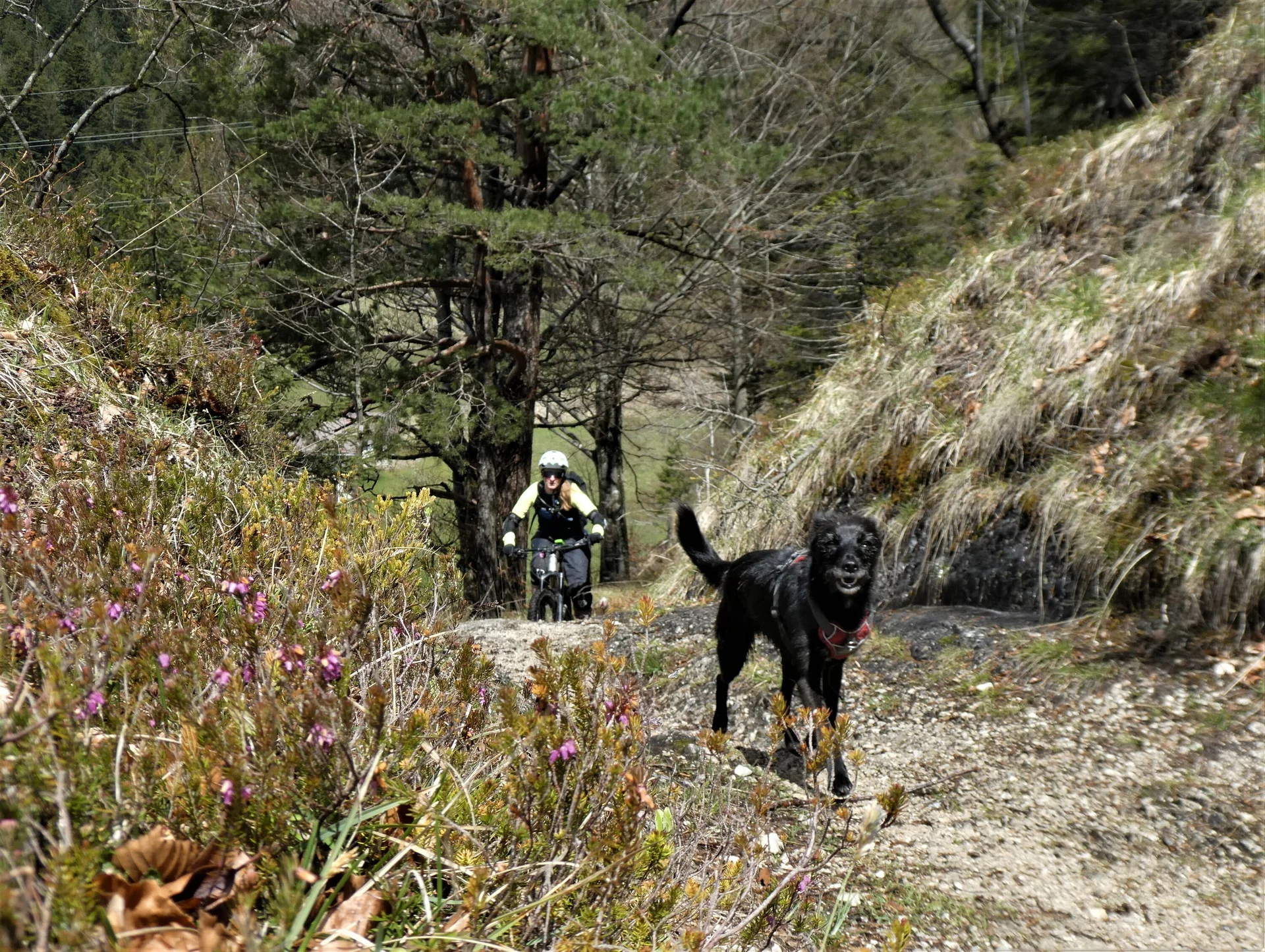 © Andi Hahnemann / Hermann Böhler