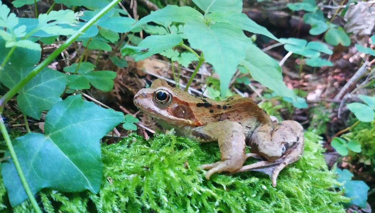 Kind-Kegel-Kraxe: Wanderung zur Hefteralm | © DAV Teisendorf
