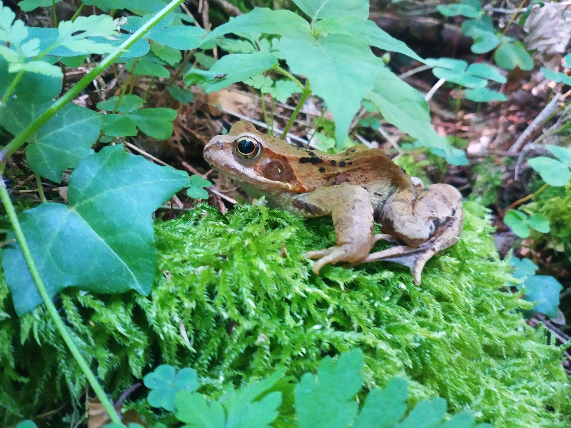 Kind-Kegel-Kraxe: Wanderung zur Hefteralm | © DAV Teisendorf