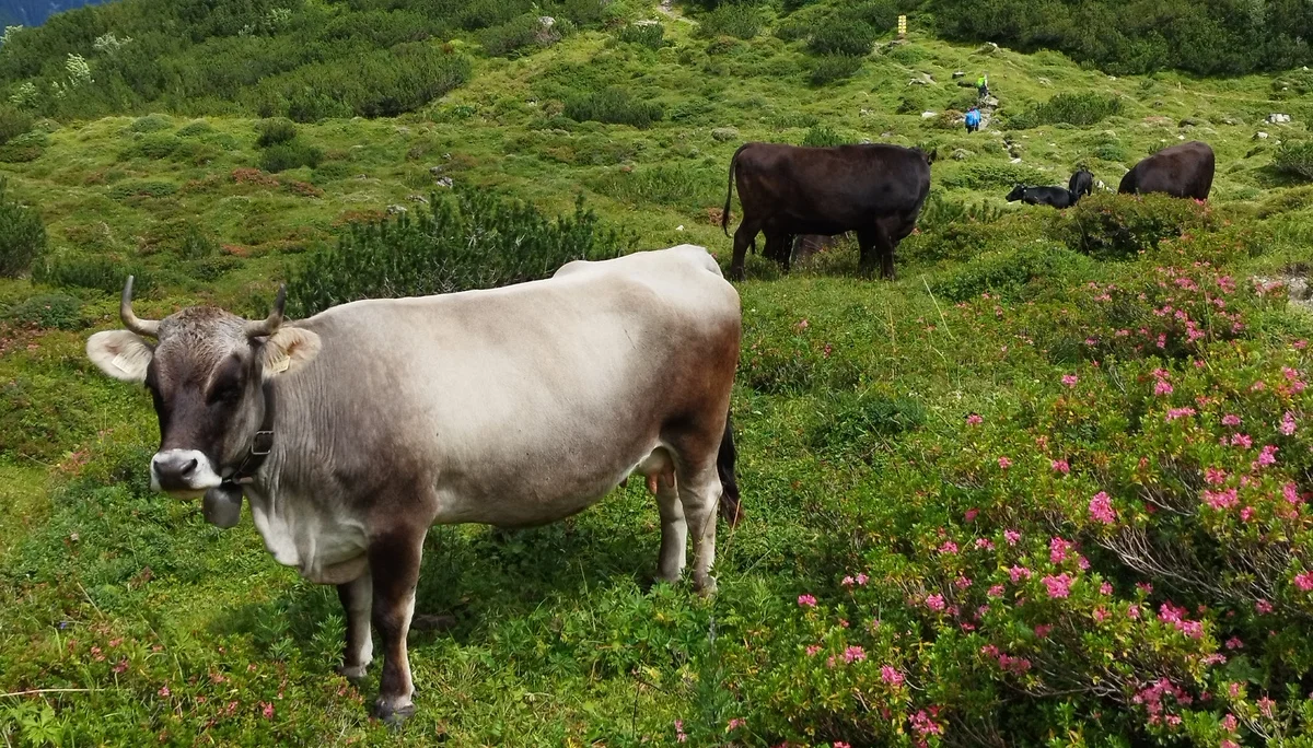 © DAV Teisendorf OG Waging