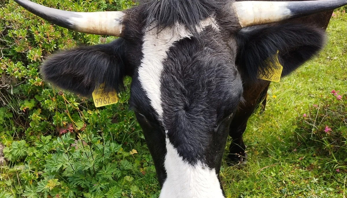 © DAV Teisendorf OG Waging