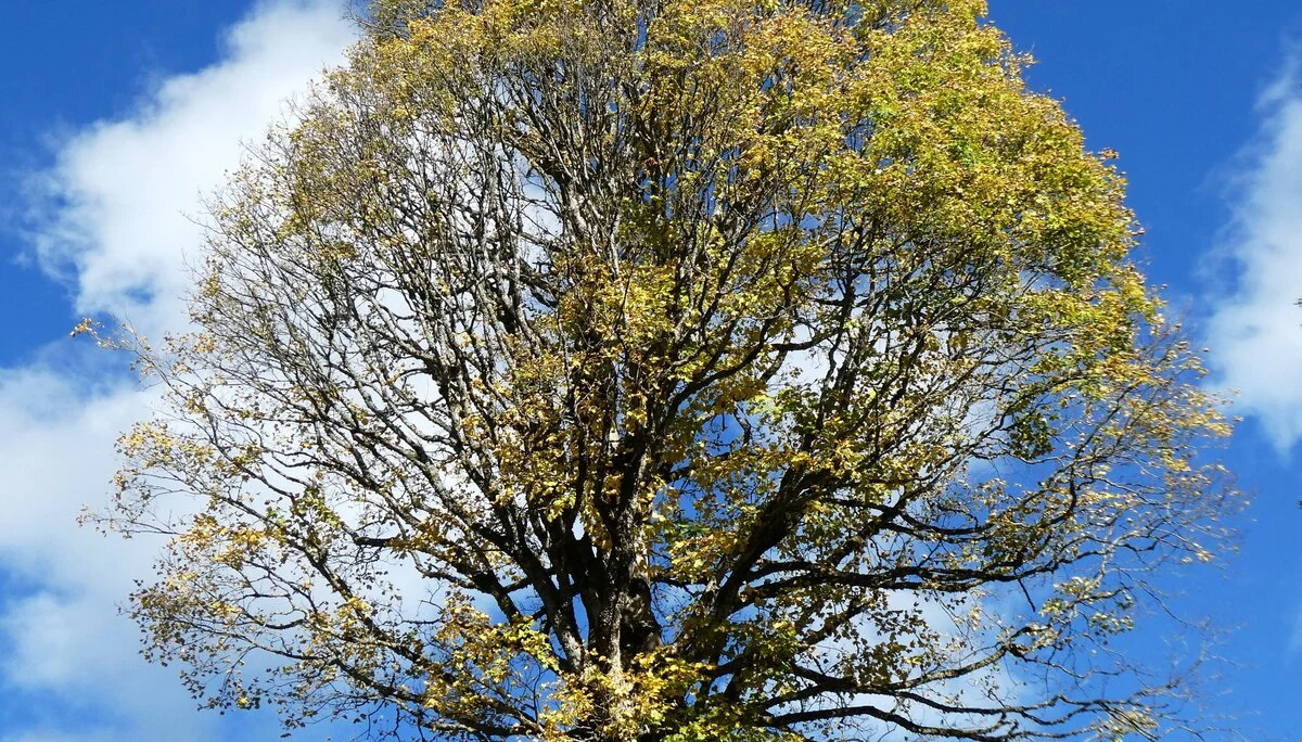 © DAV Teisendorf - OG Waging - Kunstwerk der Natur