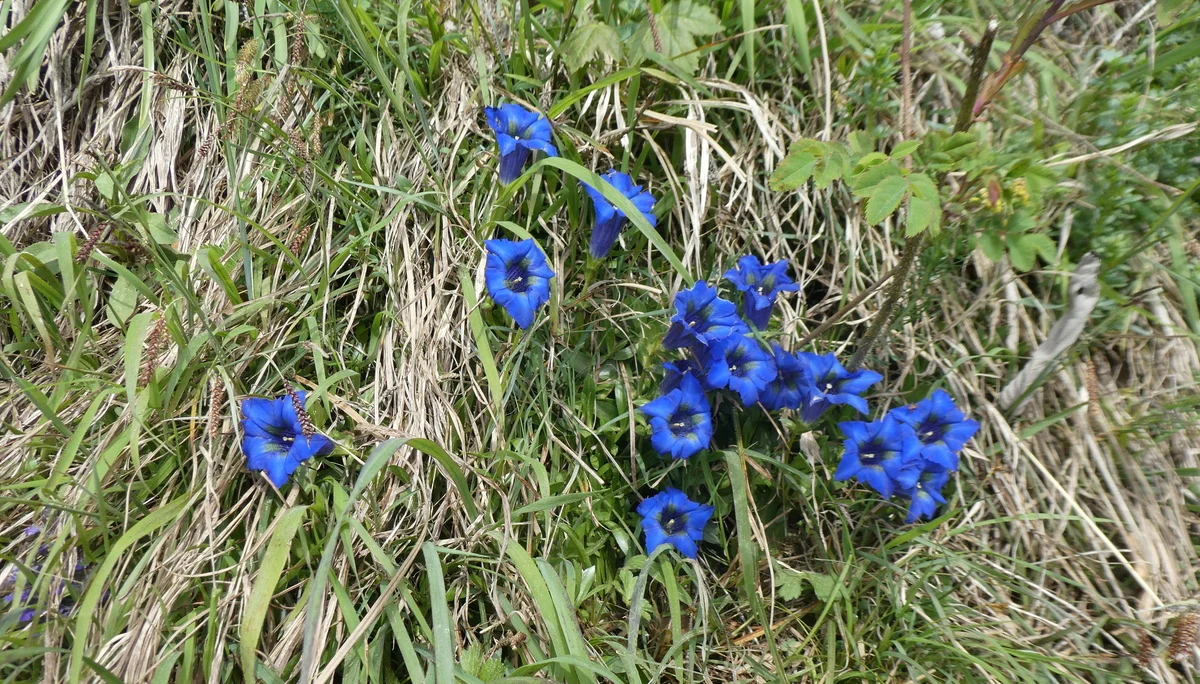 © DAV Teisendorf - OG Waging - Genziana Clusii