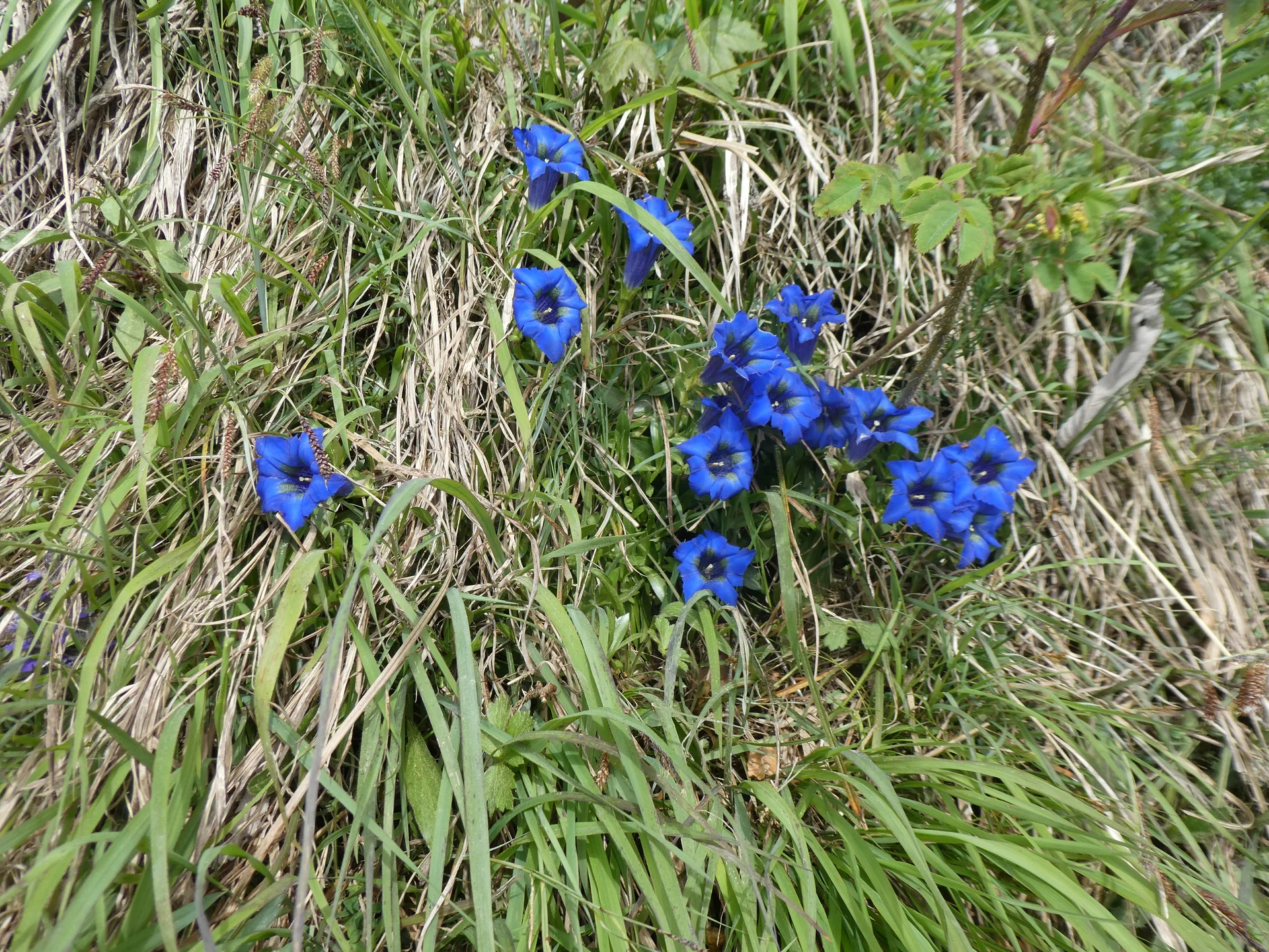 © DAV Teisendorf - OG Waging - Genziana Clusii