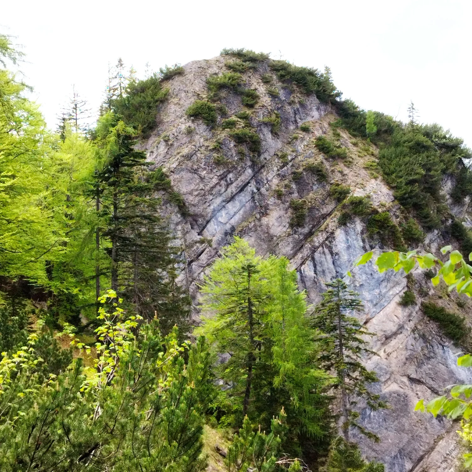 © DAV Teisendorf - OG Waging - Steile Ostwand des Hausgrabenkopfes