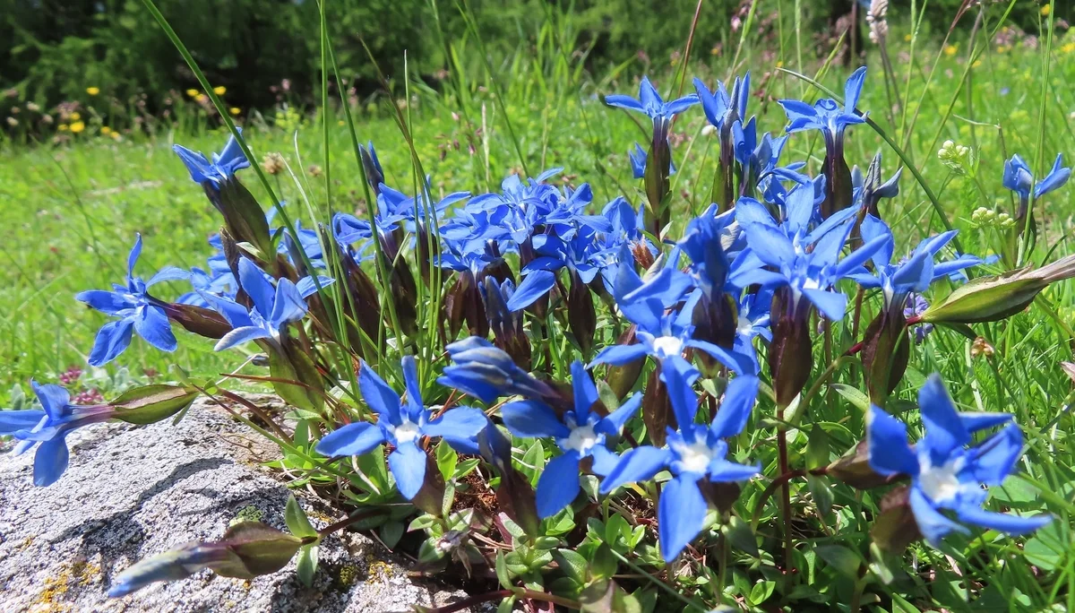 © DAV Teisendorf / OG Waging