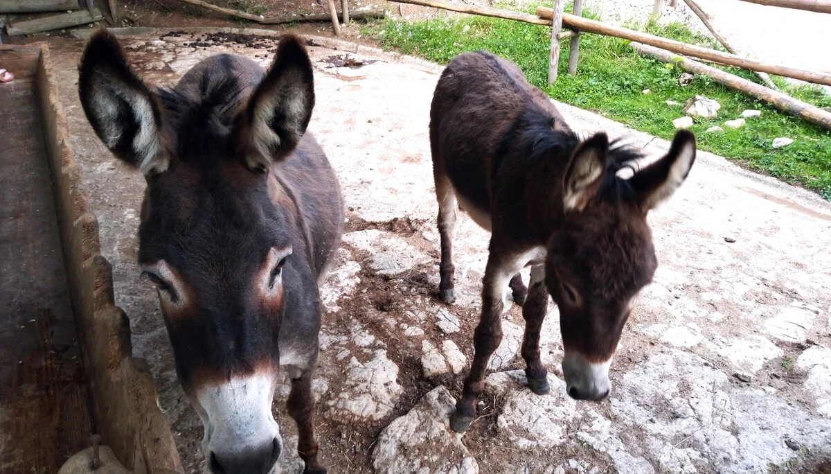 © DAV Teisendorf - OG-Waging / Bis auf die Esel