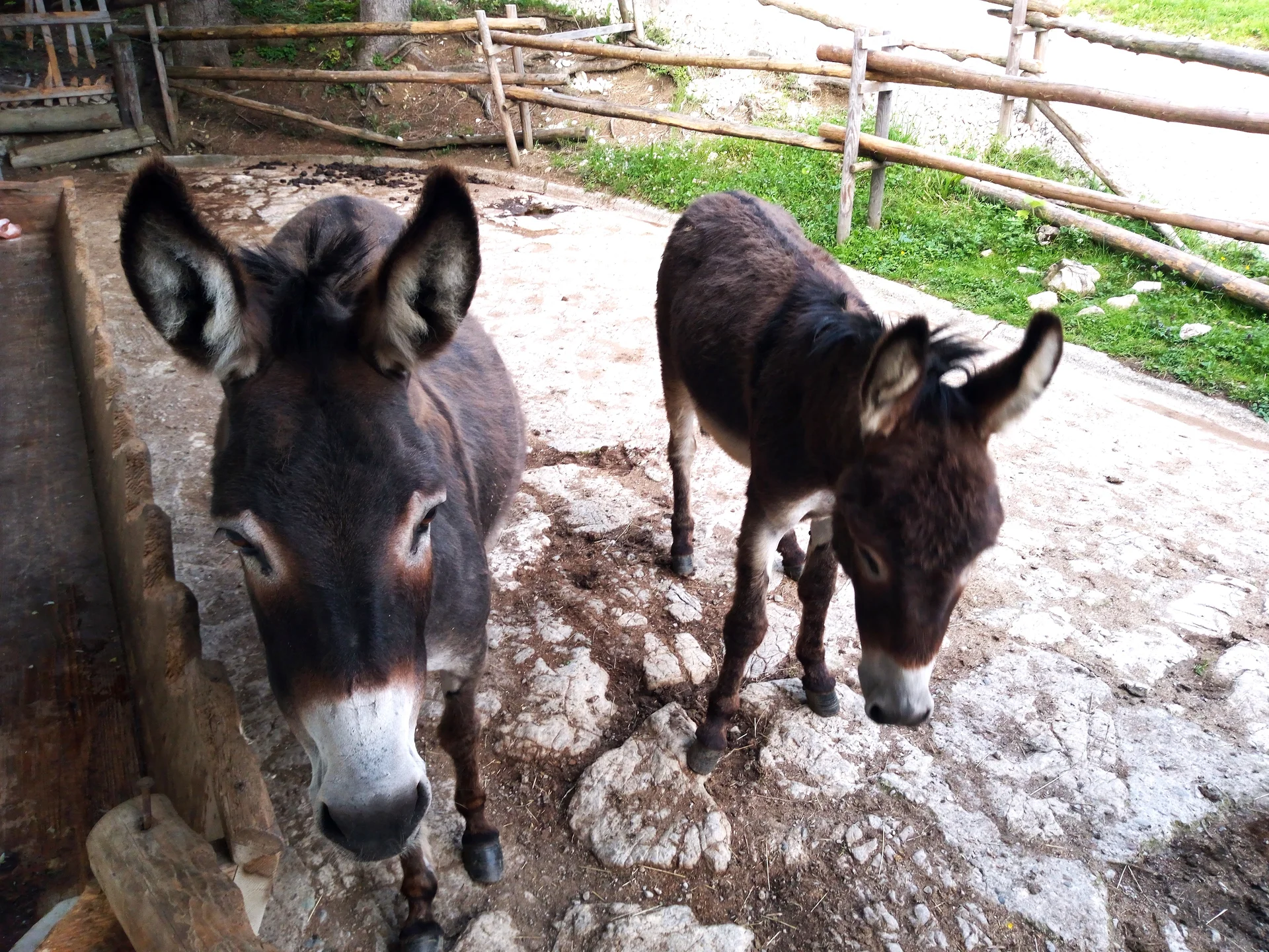 © DAV Teisendorf - OG-Waging / Bis auf die Esel