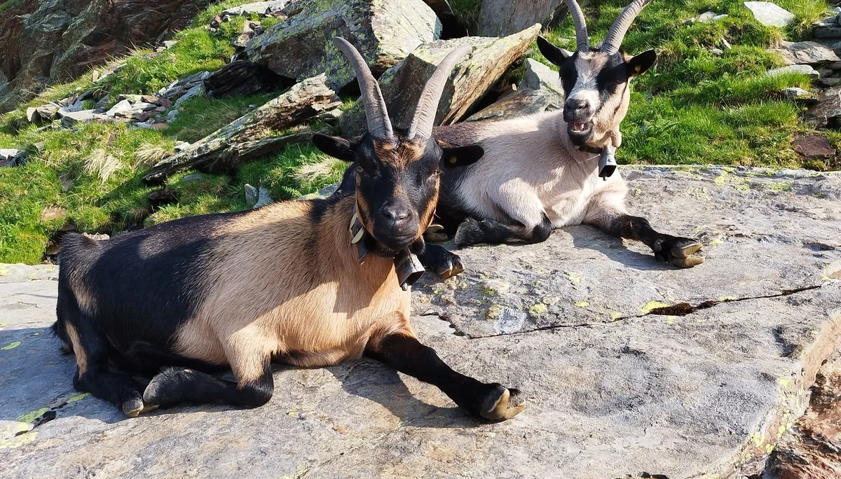 © DAV Teisendorf / OG Waging