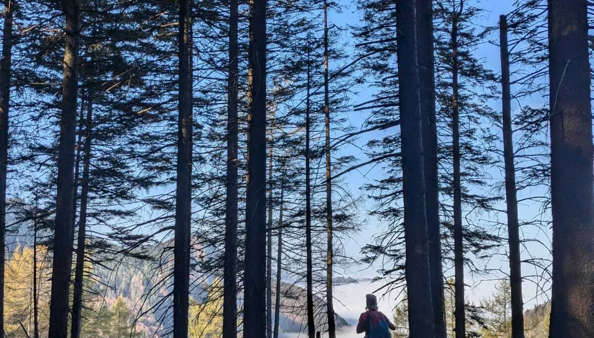 © DAV Teisendorf - OG Waging -  ein Weiblein steht im Walde