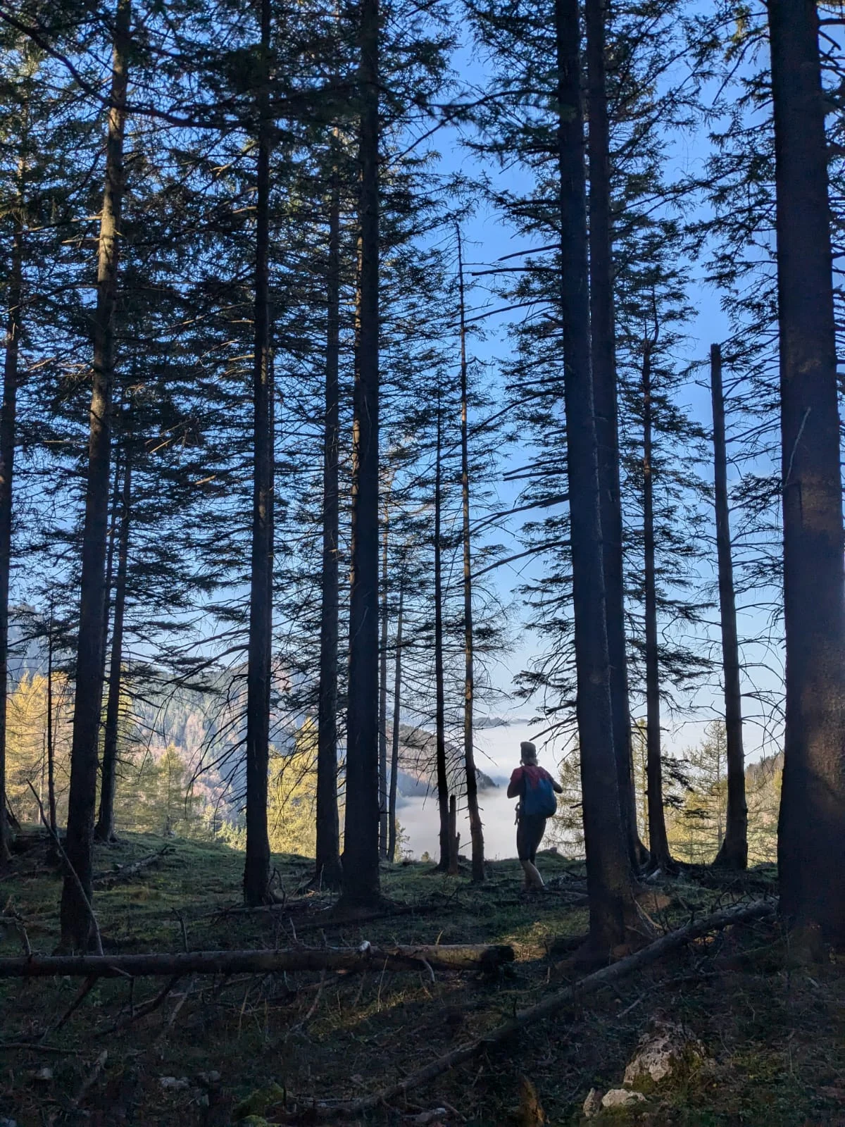 © DAV Teisendorf - OG Waging -  ein Weiblein steht im Walde