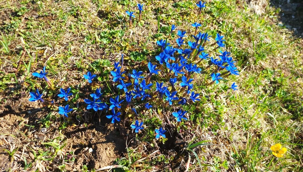 Schusternagerl - genziana verna | © DAV Sektion Teisendorf