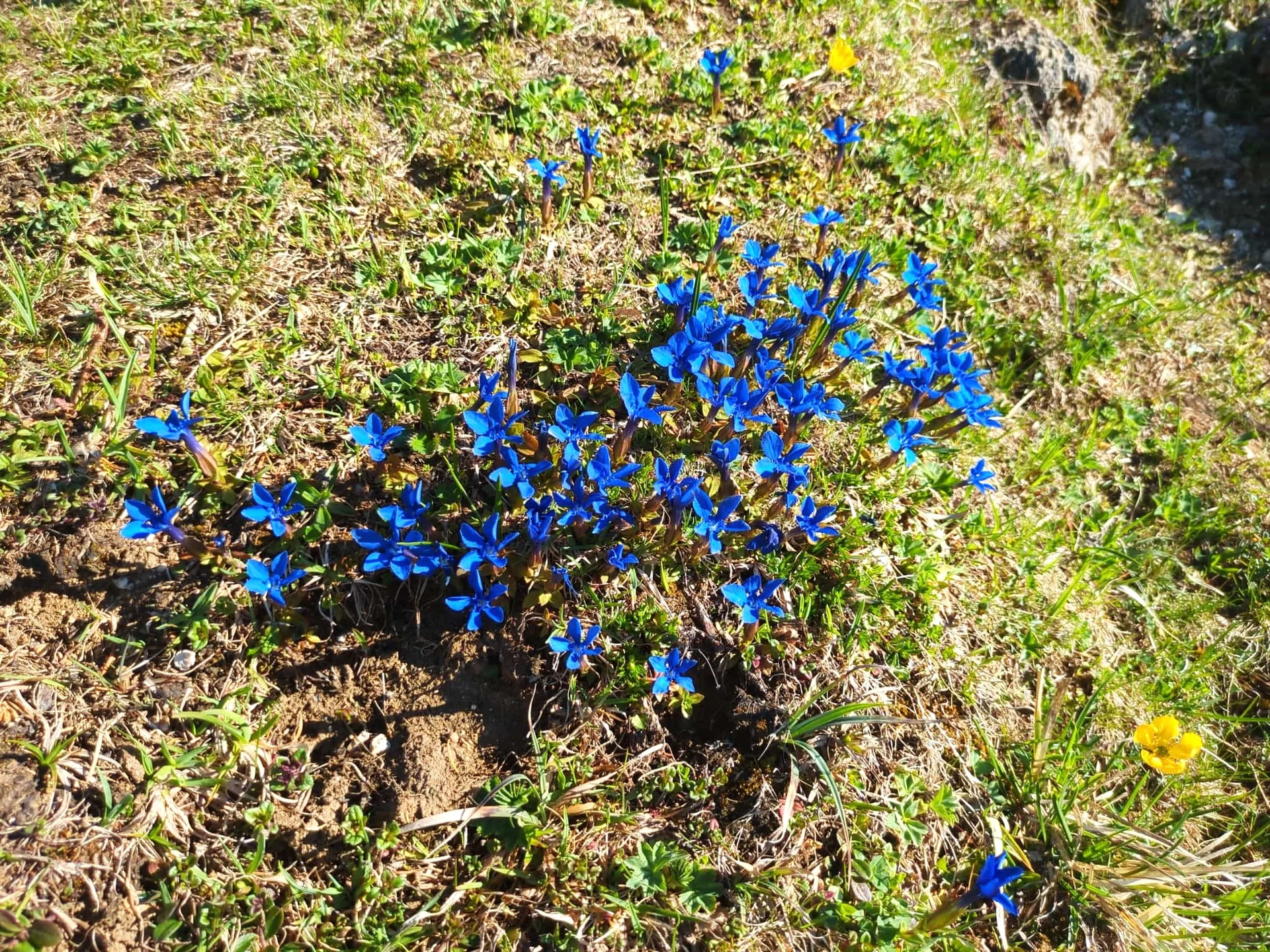 Schusternagerl - genziana verna | © DAV Sektion Teisendorf