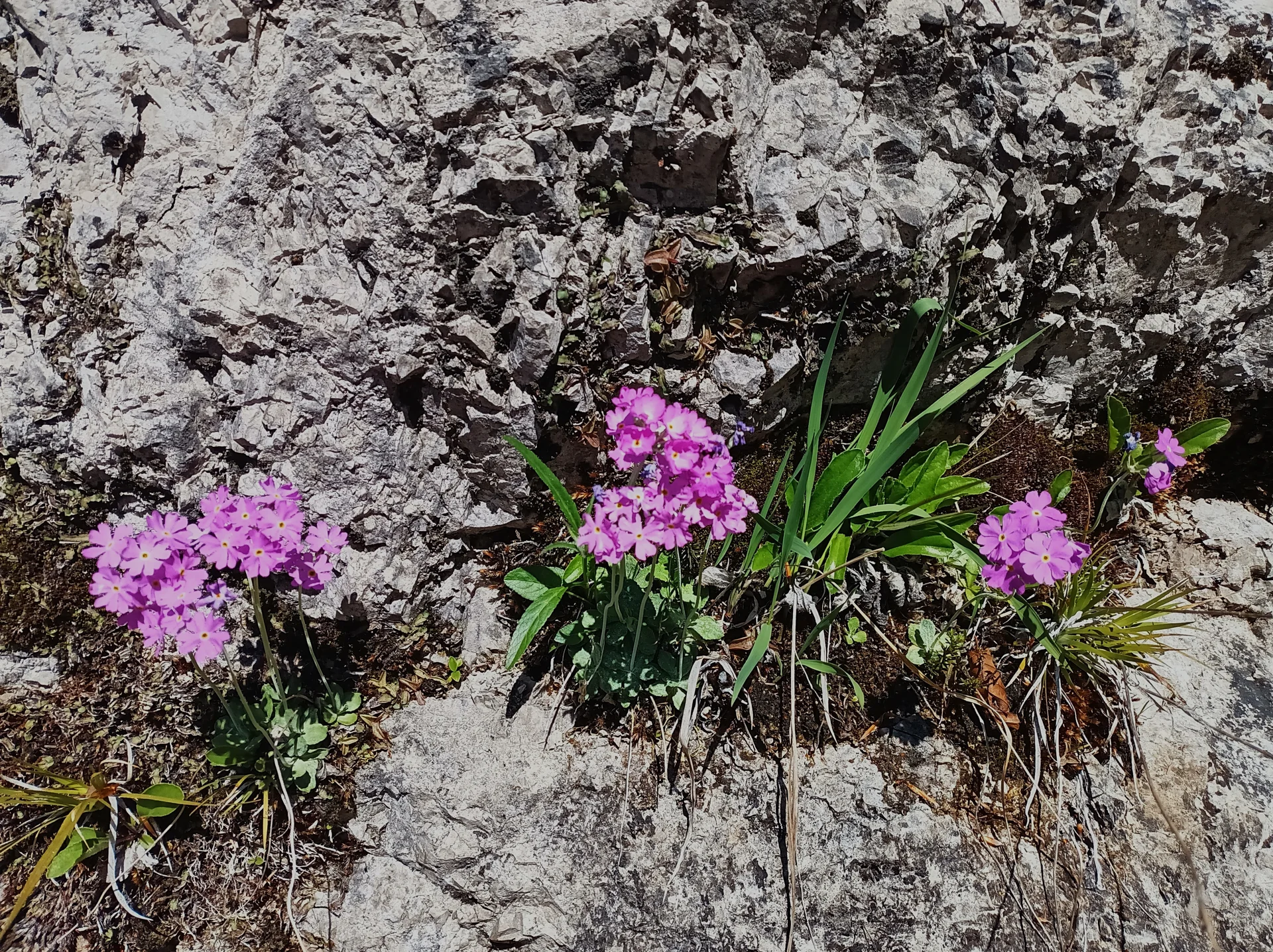 Primula am Wegesrand | © DAV Sektion Teisendorf