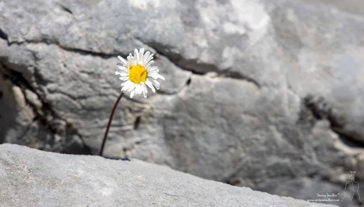 © DAV Teisendorf - Einsame Magarithe