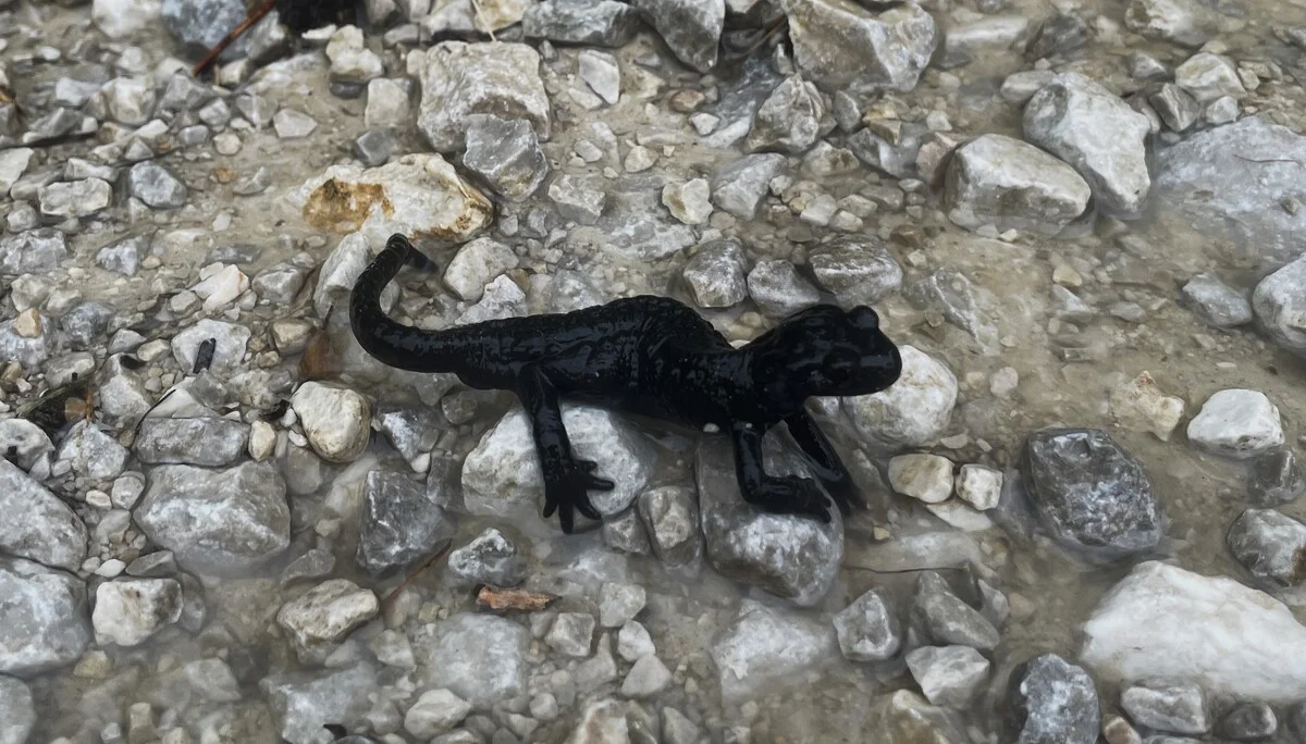 © DAV Teisendorf / OG Waging - viele Alpensalamander 