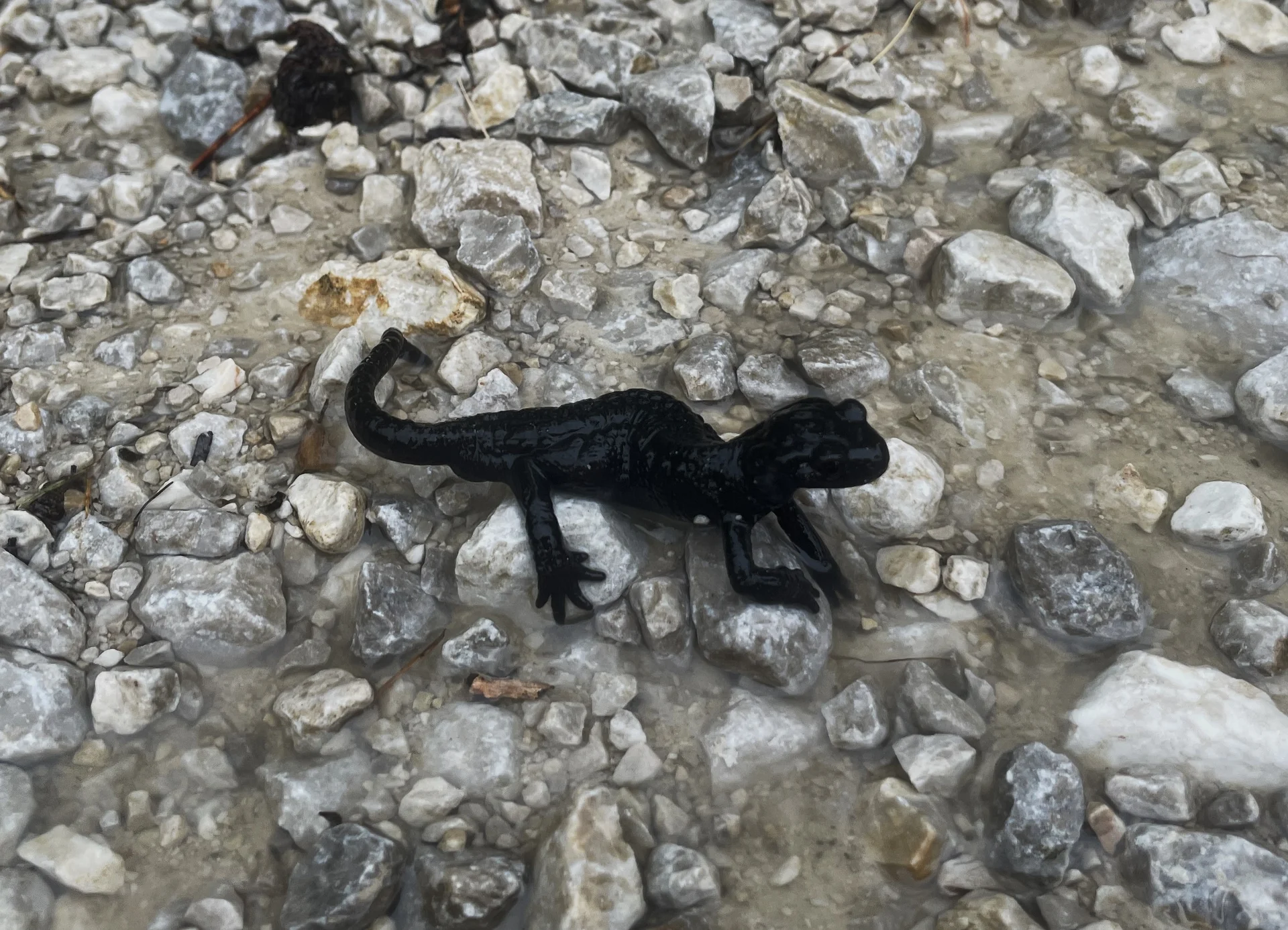 © DAV Teisendorf / OG Waging - viele Alpensalamander 