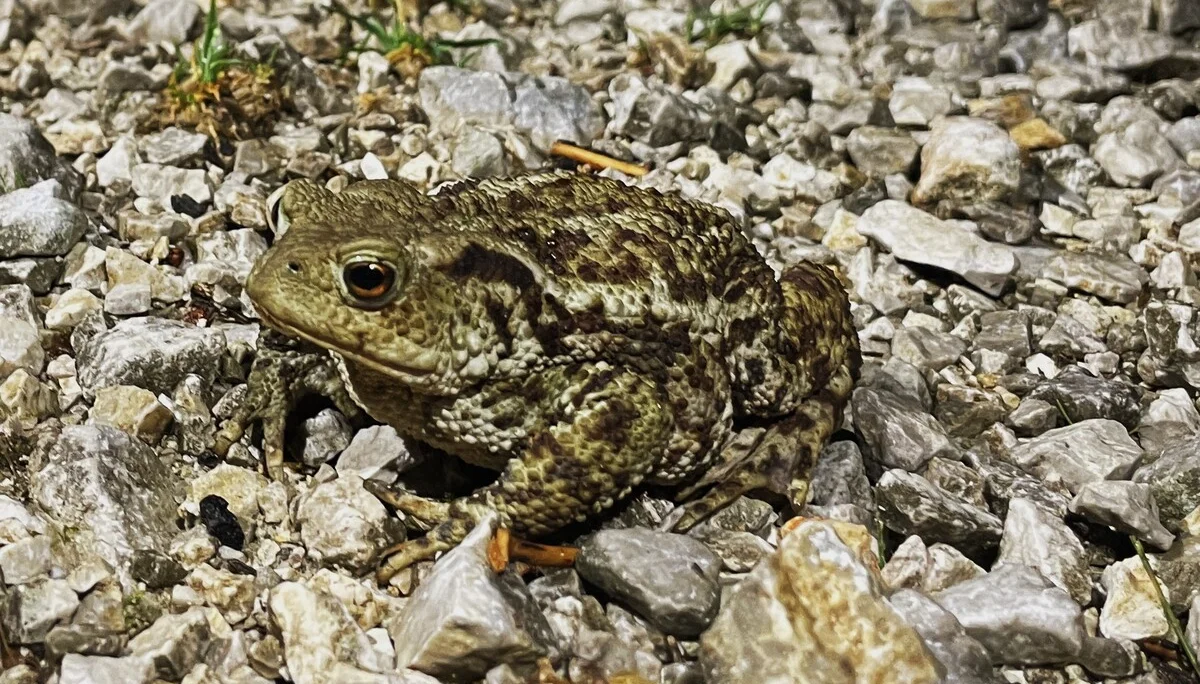 © DAV Teisendorf / OG Waging - viele Frösche