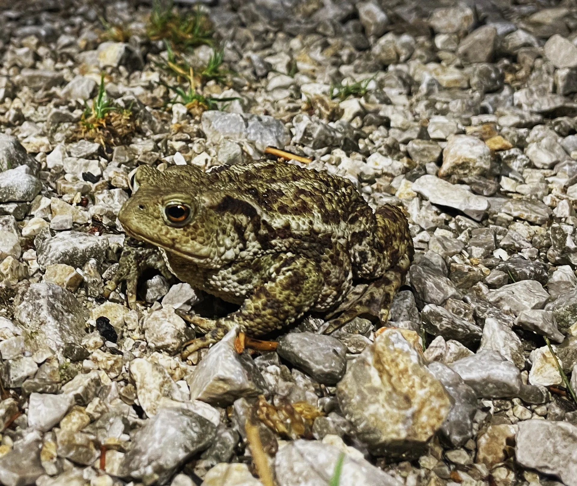 © DAV Teisendorf / OG Waging - viele Frösche
