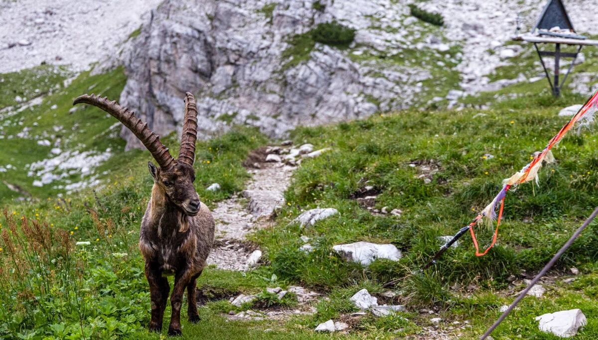 © DAV Teisendorf - Besuch vom Hausherrn selbst