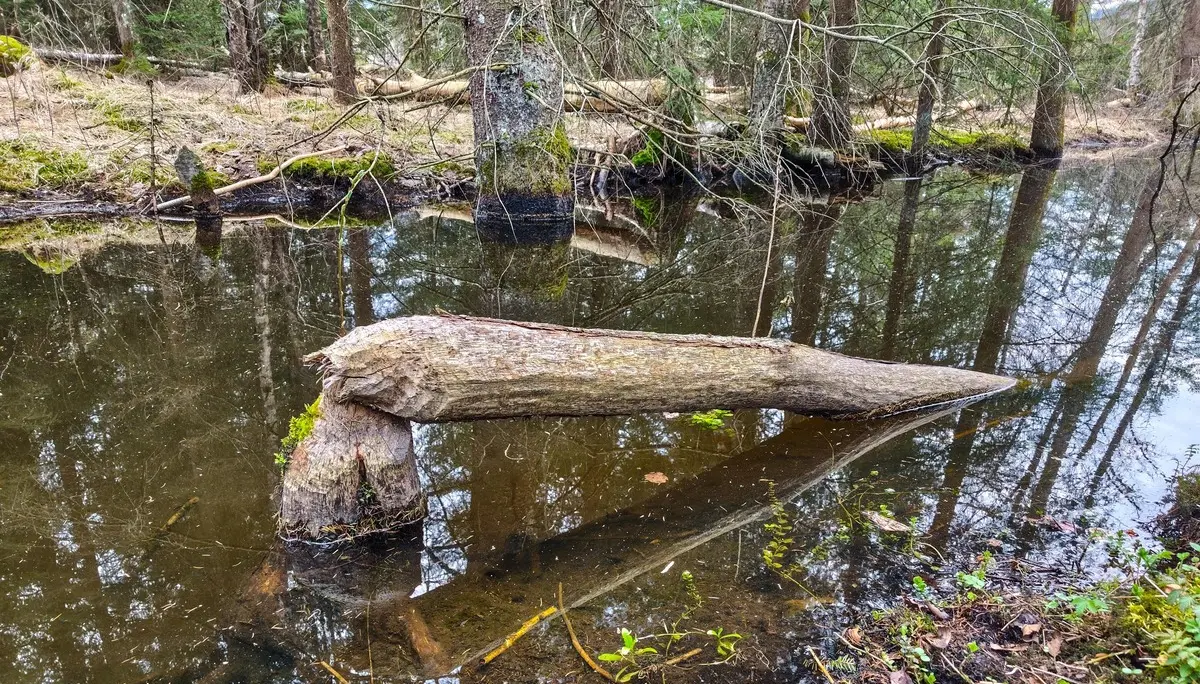 © DAV Teisendorf - OG Waging