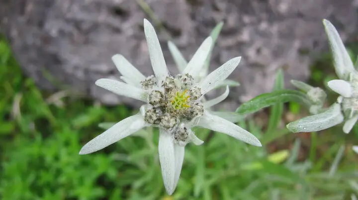 Nahaufnahme: ein Edelweiß in den Bergen | © DAV Archiv